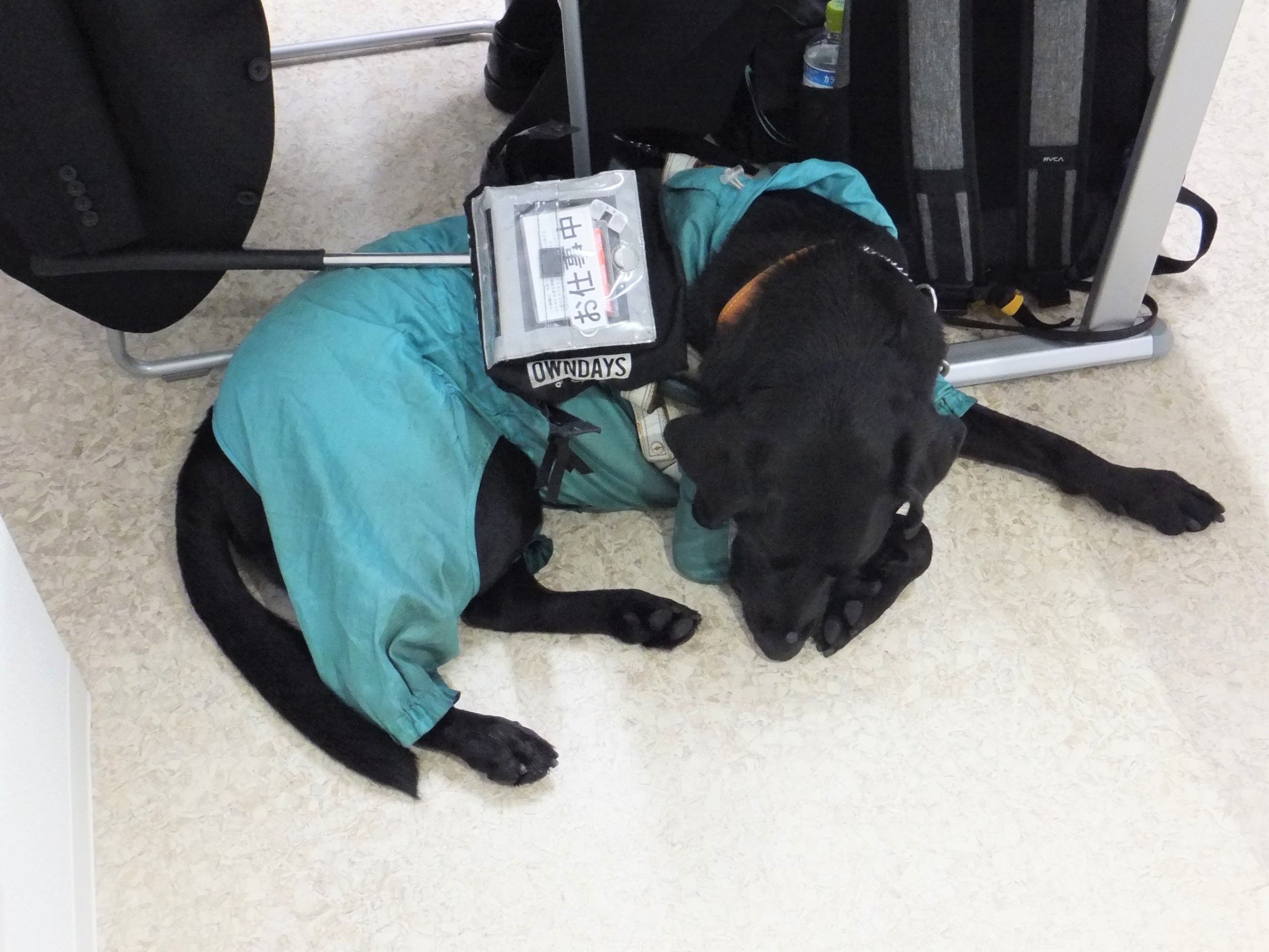 国際鍼灸専門学校